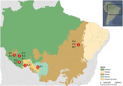 Multiple External Seed Dispersers Challenge the Megafaunal Syndrome Anachronism and the Surrogate Ecological Function of Livestock